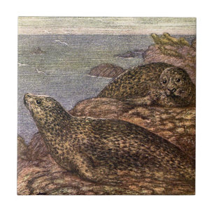 Focas, Animais Marinhos Antigos da Vida Oceânica