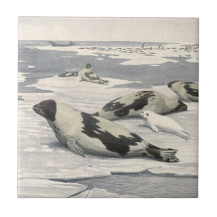 Focas Harpa Antigas na Neve Ártica por Louis Fuert