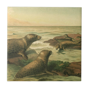 Focas-leopardo, Animais Aquáticos Antigos Vida Mar