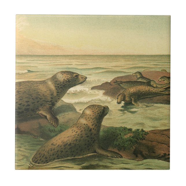 Focas-Leopardo, Animais Aquáticos Antigos Vida Mar (Frente)