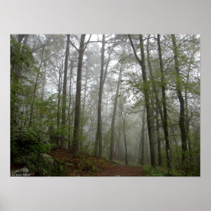 Foggy Trail na Primavera Forest Poster