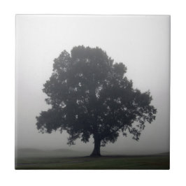 Foggy Tree