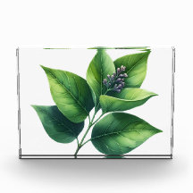 Folha Botânica e Blossomas