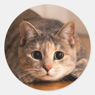 Folha brincalhão do gato das etiquetas