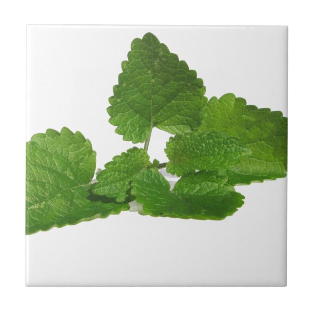 Folha da hortelã (Frente)