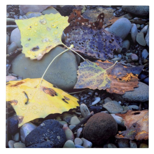 Folha de algodão de Fremont em plena inundação (Frente)