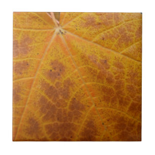 Folha de Bordo Amarela Outono Abstrato Natureza