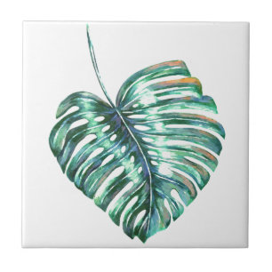 Folha de folhas de monstera verde tropical
