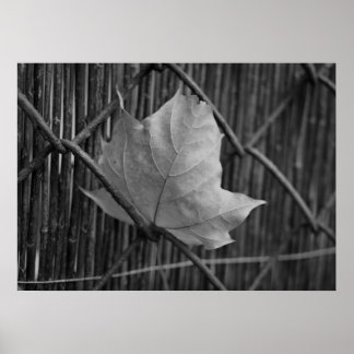 Folha de Mapeamento Seco - Poster