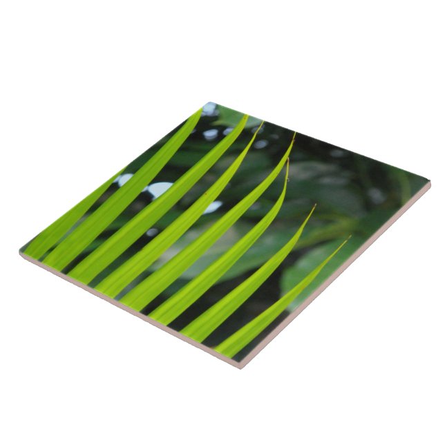 Folha de Palmeira Areca (Lateral)