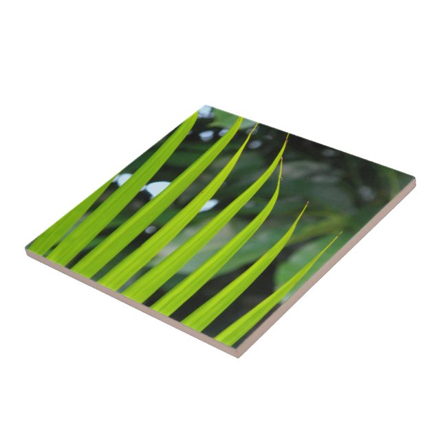 Folha de Palmeira Areca (Lateral)