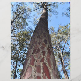 Folha de Papel de Pine La Gerche Ponderosa