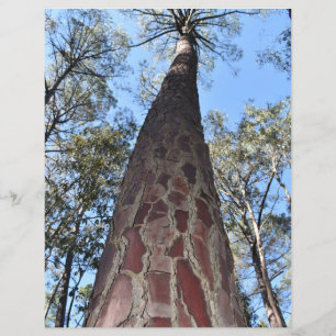 Folha de Papel de Pine La Gerche Ponderosa