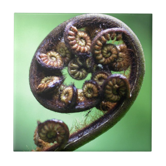 folha de samambaia Koru desenrolando (Frente)