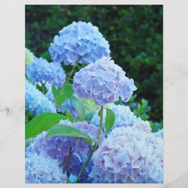 Folha de Verão Azul Hydrangea Flor Papel de Tabule (Frente)
