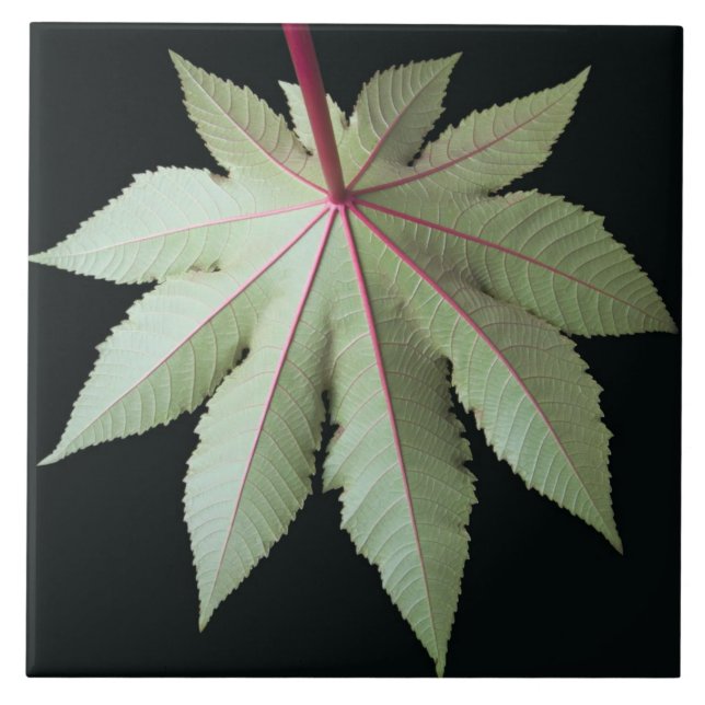 Folha e haste (Frente)