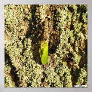 Folha Saltitante Presa - Poster