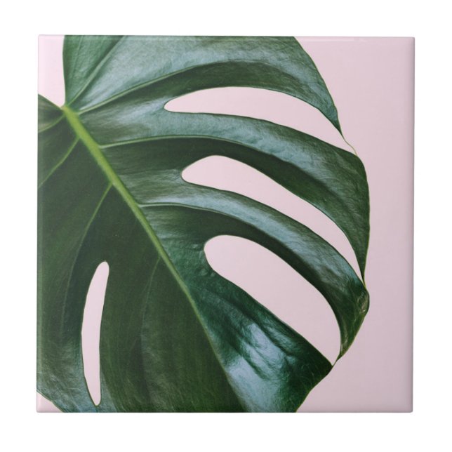 Folha tropical de Monstera (Frente)