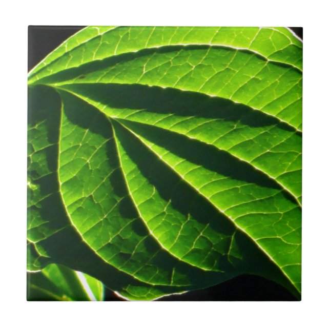 Folha verde legal (Frente)