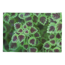 Folhagem de Coleus Variegada em Greve