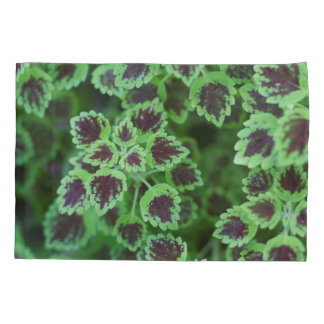 Folhagem de Coleus Variegada em Greve