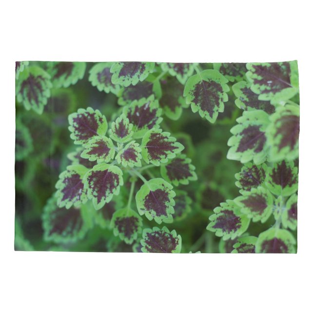 Folhagem de Coleus Variegada em Greve (Verso)