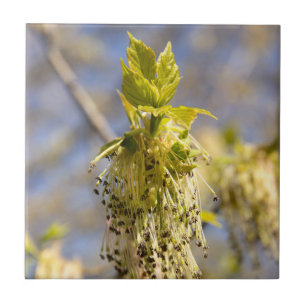 Folhas bonitas em primavera