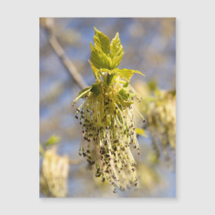Folhas bonitas em primavera