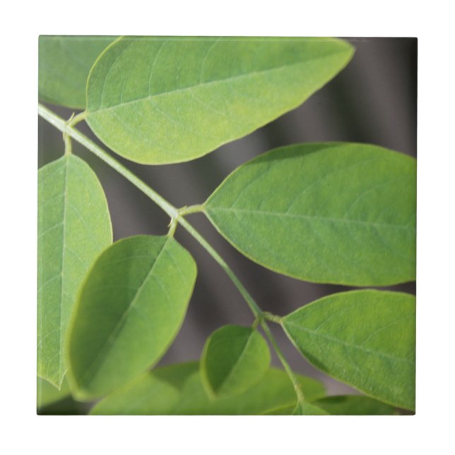 Folhas bonito de cinzas verdes de verão. (Frente)