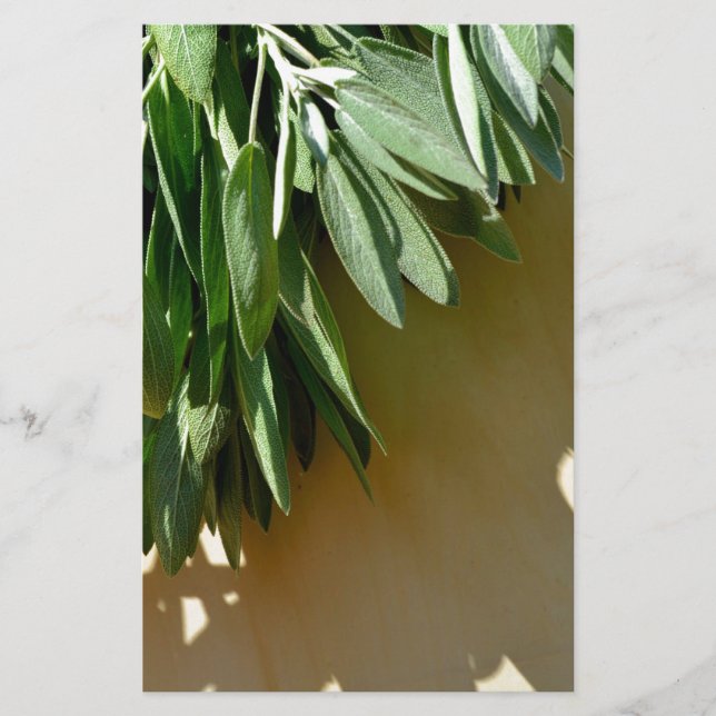 Folhas botânicas verdes Elegantes Plantas aromátic (Frente)
