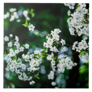 Folhas brancas do verde das flores de cerejeira