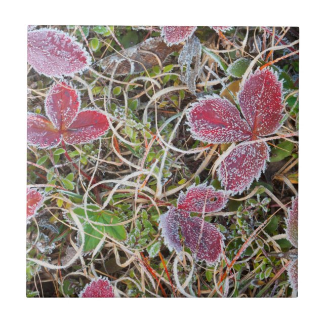 Folhas cobertas de gelo, Canadá (Frente)