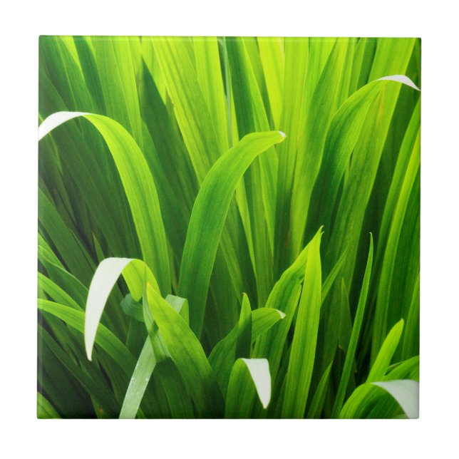 Folhas com iluminação traseira no jardim (Frente)