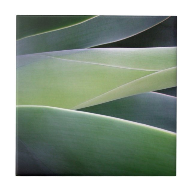 Folhas da agave (Frente)