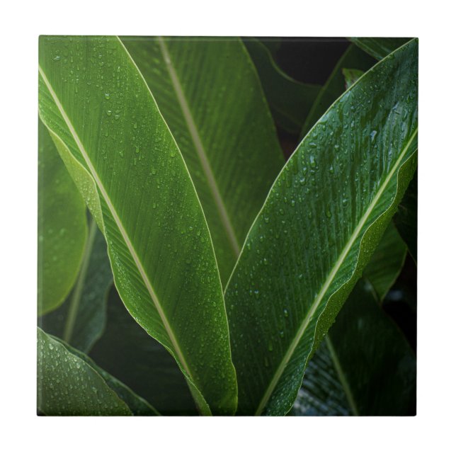 Folhas da Floresta Tropical (Frente)