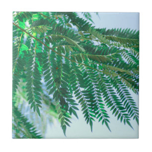 Folhas de árvores do Tema Pastel Jacaranda