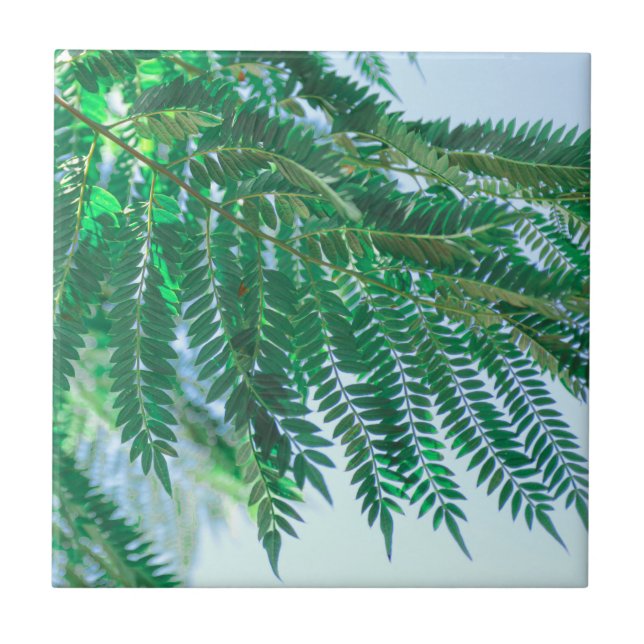 Folhas de árvores do Tema Pastel Jacaranda (Frente)