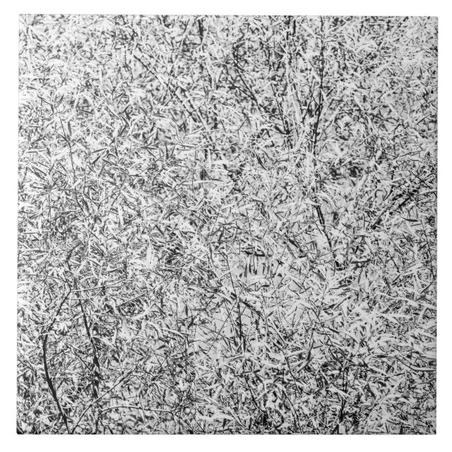 Folhas de árvores selvagens. Abstrato da Natureza (Frente)