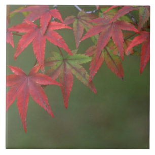 Folhas de bordo, Katsura, Kyoto, Japão