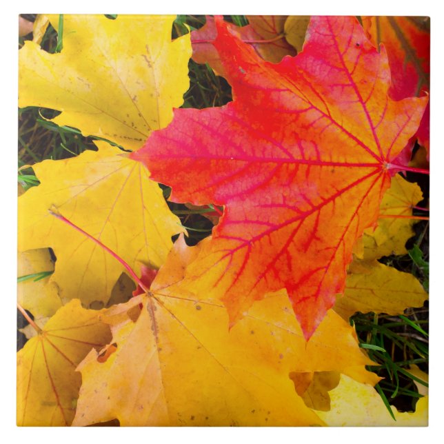 Folhas de carapaça caídas num chão (Frente)