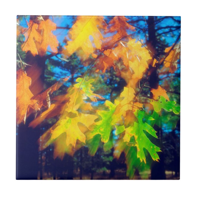 Folhas de carvalho preto soprando no vento (Frente)