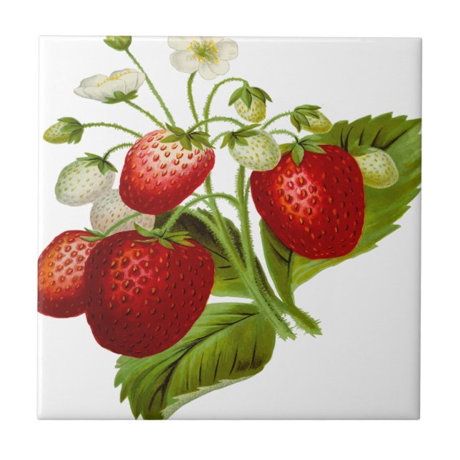 Folhas de folhas de fruta de comida (Frente)