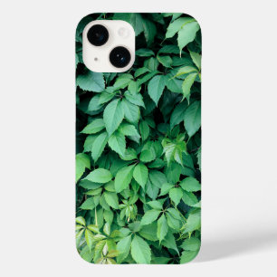 Folhas de Grama Verde