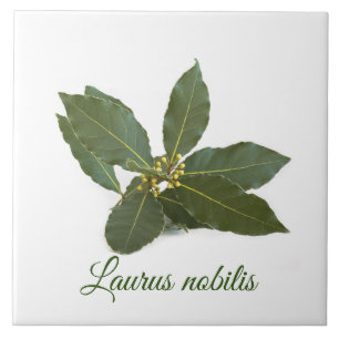 Folhas de louros frescas