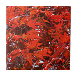 Folhas de Mapeamento Vermelho Japonês Elegante