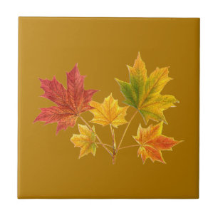Folhas de Maple