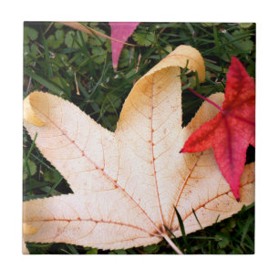 Folhas de Maple