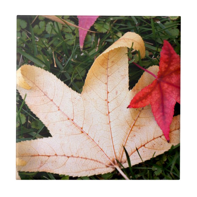 Folhas de Maple (Frente)