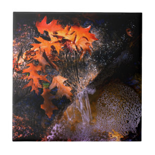 Folhas de Maple