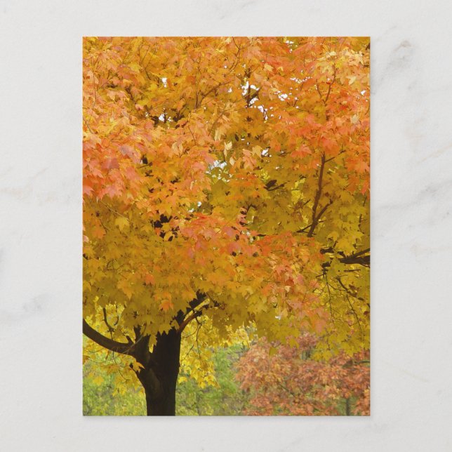 Folhas de outono Cartão postal (Frente)